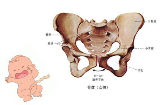 骨盆是胎儿阴道分娩时必经的骨 性产道